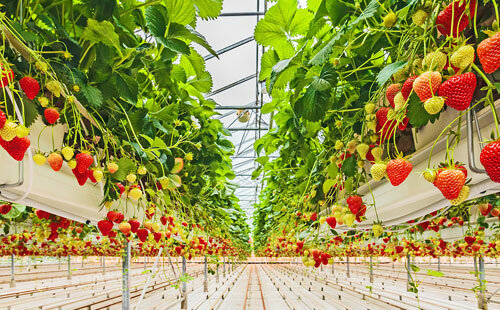 Air humidification in the agricultural industry