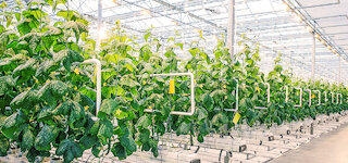 Air humidification in the agricultural industry